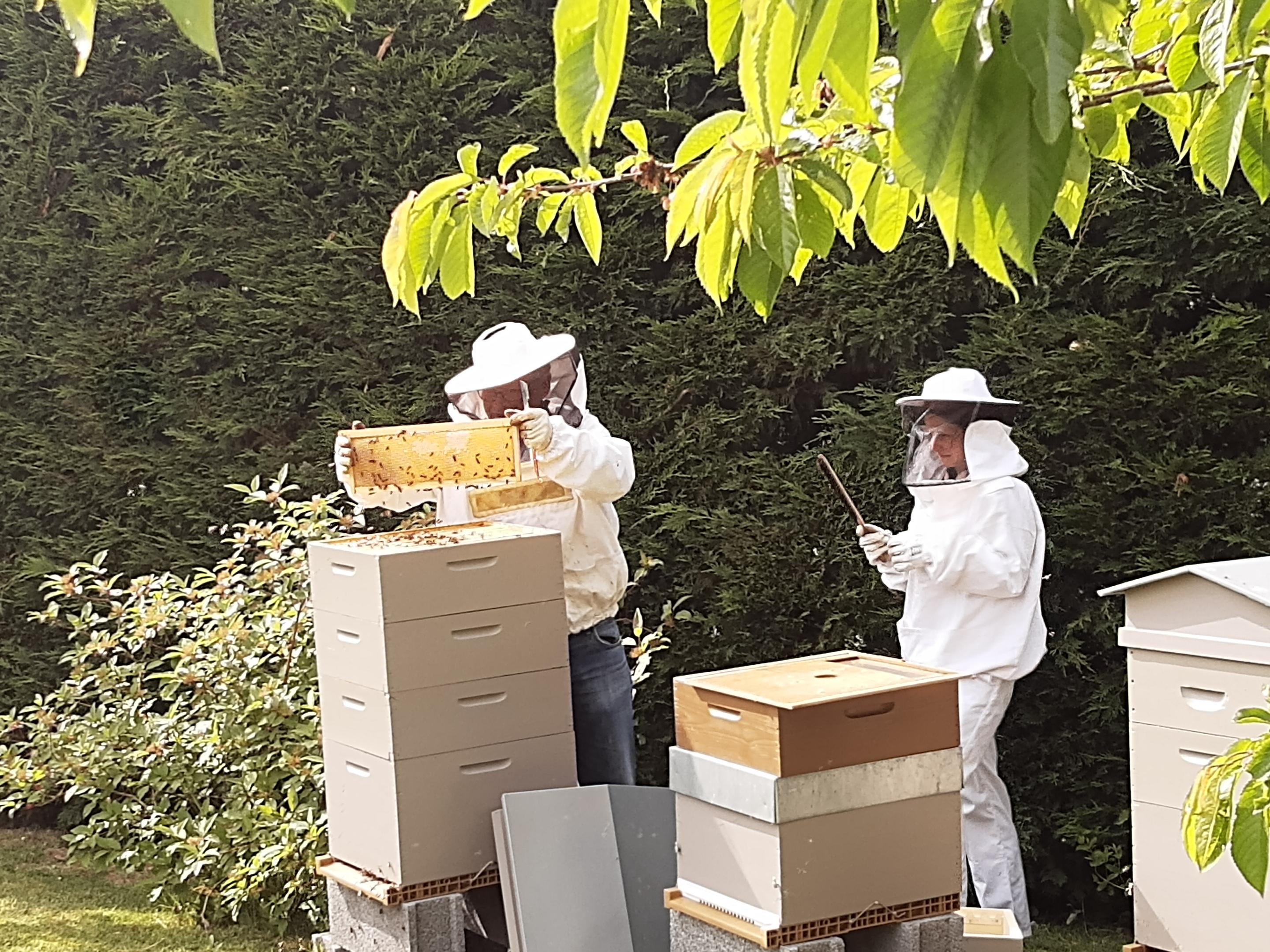 Les Amis des Abeilles de Bondues | Ville de Bondues